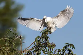 Little egret