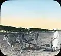 Egyptian fellahin using a traditional agricultural plow