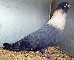 Egyptian Swift