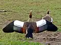 A breeding pair (male closest) in South Africa
