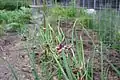 Growing in a garden