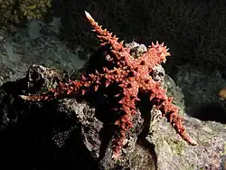 Gomophia egyptiaca