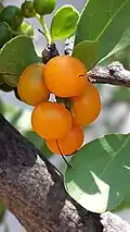 Ripe fruits
