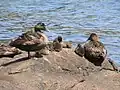 Small eider creche: three adult females over six ducklings at Biddeford Pool, Maine