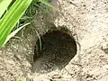 Finished burrow