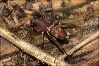 Eilica sp. from Argentina
