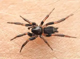 Eilica sp. from Australia