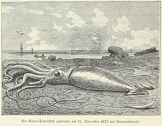 ?#44 (21/11/1877), Giant squid beached on the Newfoundland coast, apparently on 22 November 1877 (Heydebrand und der Lasa, 1887:72, fig.; closest is #44 from 21 November, from Smith's Sound). Two figures standing over the specimen, which are present in the original, have been removed in this version. Note the similarity to this illustration of the Catalina specimen.