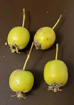 Fruit of Malus trilobata
