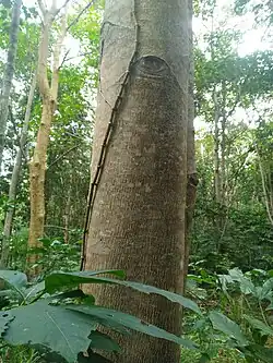 Trunk