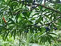 Blue marble tree in Ho'omaluhia Botanical Garden—may possibly be E.&nbsp;grandis