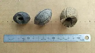 The thickness of the endocarp is apparent after rats have gnawed through it.