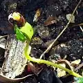 Seedling