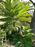 var. ellipticus