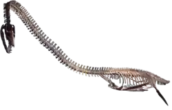 Photo of a mounted skeleton on a transparent background