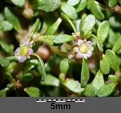 https://tropica.com/en/plants/plantdetails/Elatinehydropiper(141TC)/18759