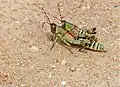 Z. elegans, mating pair
