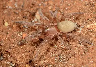 male
