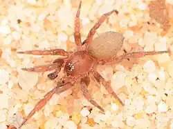 male