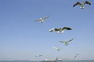 Seagulls seen en route to Elephanta Island