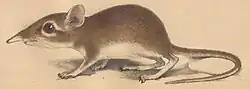 Drawing of brown elephant shrew