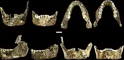 Lower jaws of LES1 (left) and DH1 (right)