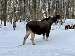 Elk in an urban park