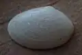 Recent shell of E. urinatoria