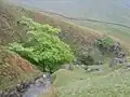 Wych elm, Scandale Beck, Cumbria, May