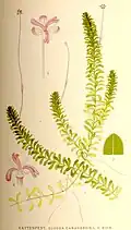 Illustration showing leaf and flower detail