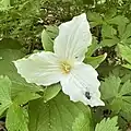 Trillium