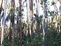 Trees in Elsey National Park