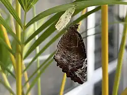 A male Common Palmfly (Elymnias hypermnestra) freshly emerged from its chrysalis.