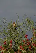 Corn bunting, Sicily
