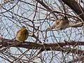 Yellowhammer (left) and pine bunting (right)