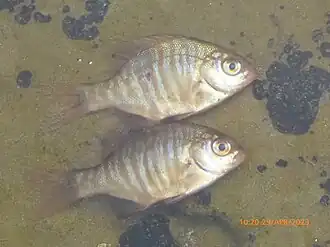 Juveniles