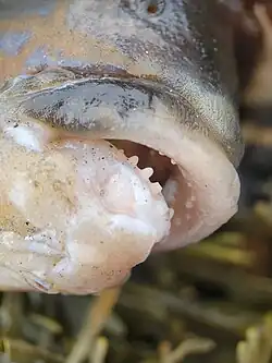 Showing the teeth and fleshy lips