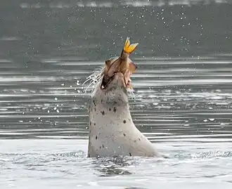 Eaten by a harbour seal