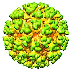 Cryo-electron microscopy image of Semliki Forest virus, an alphavirus