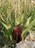 E. regelii
