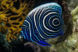 Close up of juvenile at Marsa Alam Egypt