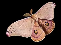 Image 5 Polyphemus Moth Photo credit: Fir0002 The Polyphemus Moth (Anthera polyphemus) is one the biggest moths, having a wingspan of up to 15 cm. Usually found in forests, moths are notable for apparently being attracted to light, the reason for this behaviour is not known. More selected pictures