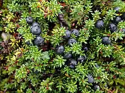Crowberry