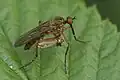 Empis livida with prey