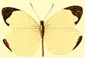 E. l. aphrodite male