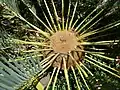 Crown of the stem