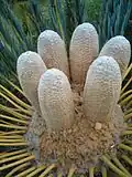 Cones
