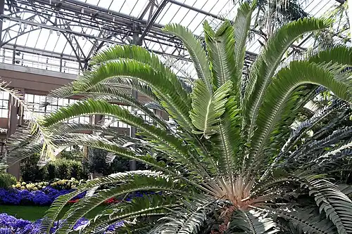 Encephalartos woodii at Longwood Gardens