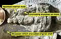 An encrusted Ordovician nautiloid internal mold showing contemporaneous dissolution of the original aragonite shell and calcitic cementation