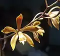 Encyclia candollei detail of flowers